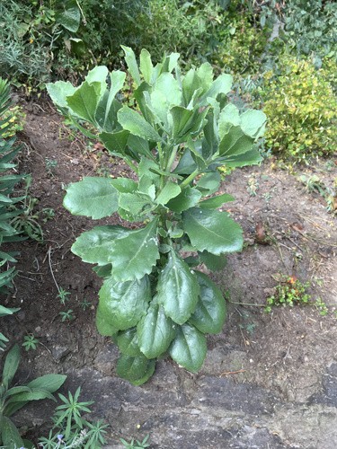 Osteospermum moniliferum subsp. moniliferum PictureThis