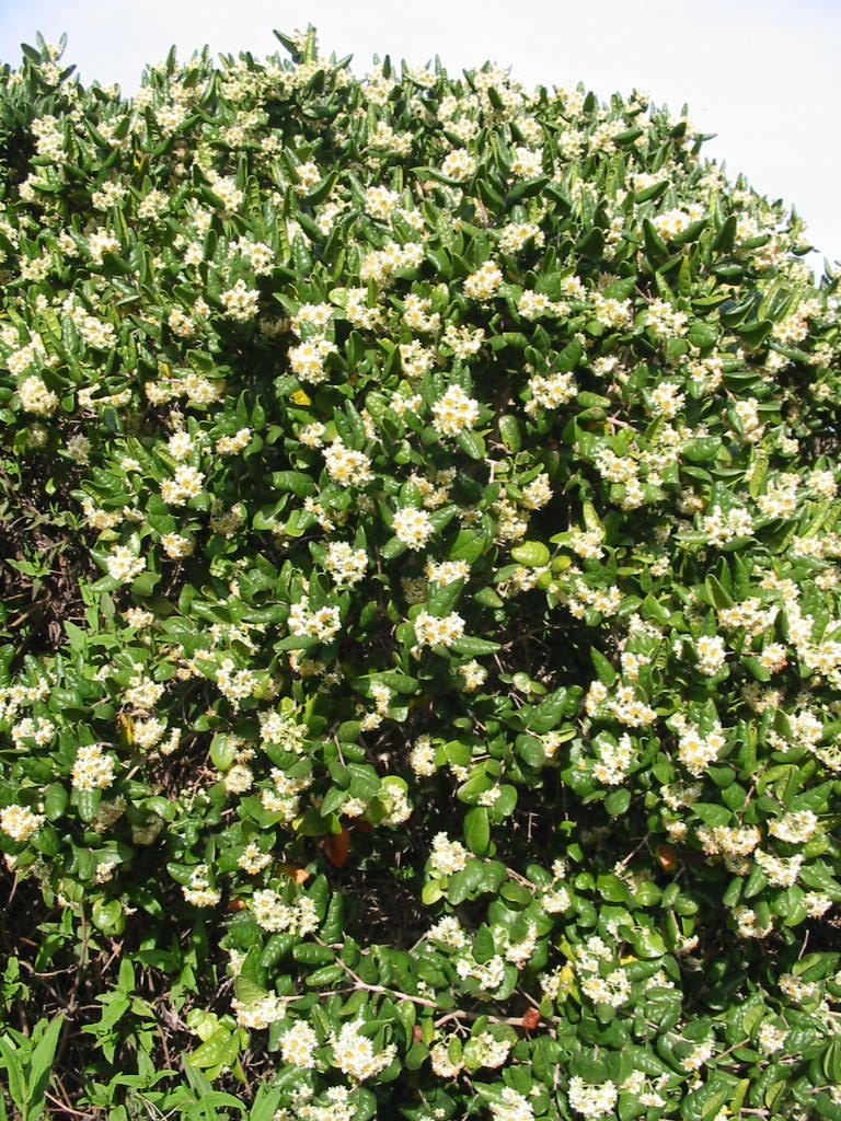 How to Grow and Care for Boldo