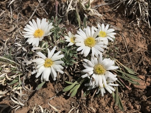 Stemless townsend daisy (Townsendia exscapa) Flower, Leaf, Care, Uses ...