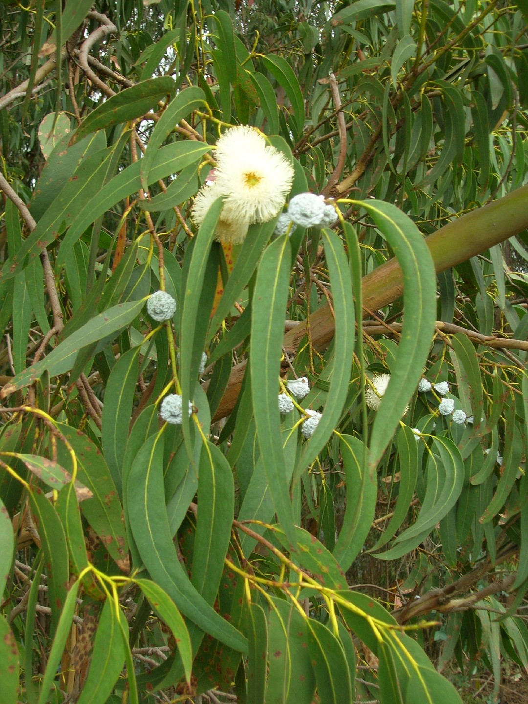 Ist Blauer Eukalyptus giftig?