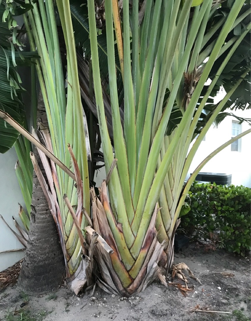 タビビトノキ（旅人の木）の判定方法 (Ravenala madagascariensis)