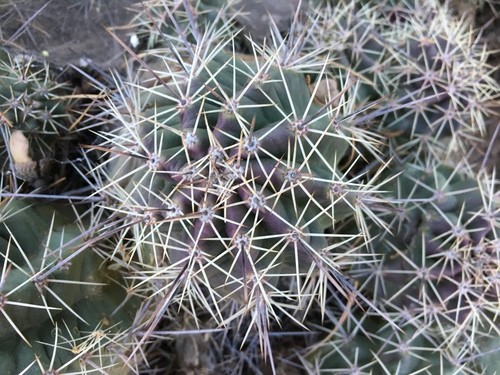 Wie man Echinocereus coccineus anbaut und pflegt