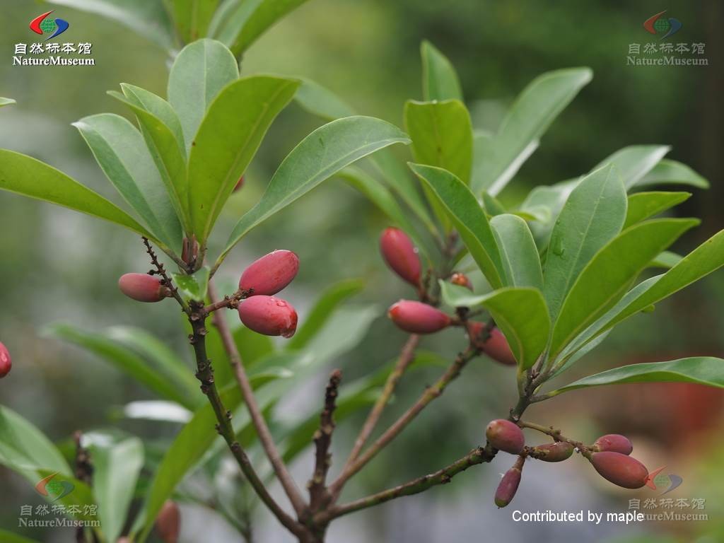 Sarcosperma laurinum - PictureThis