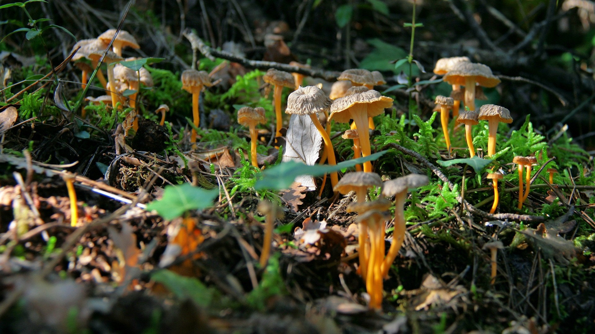 Лисичка желтеющая (Craterellus lutescens) - PictureThis