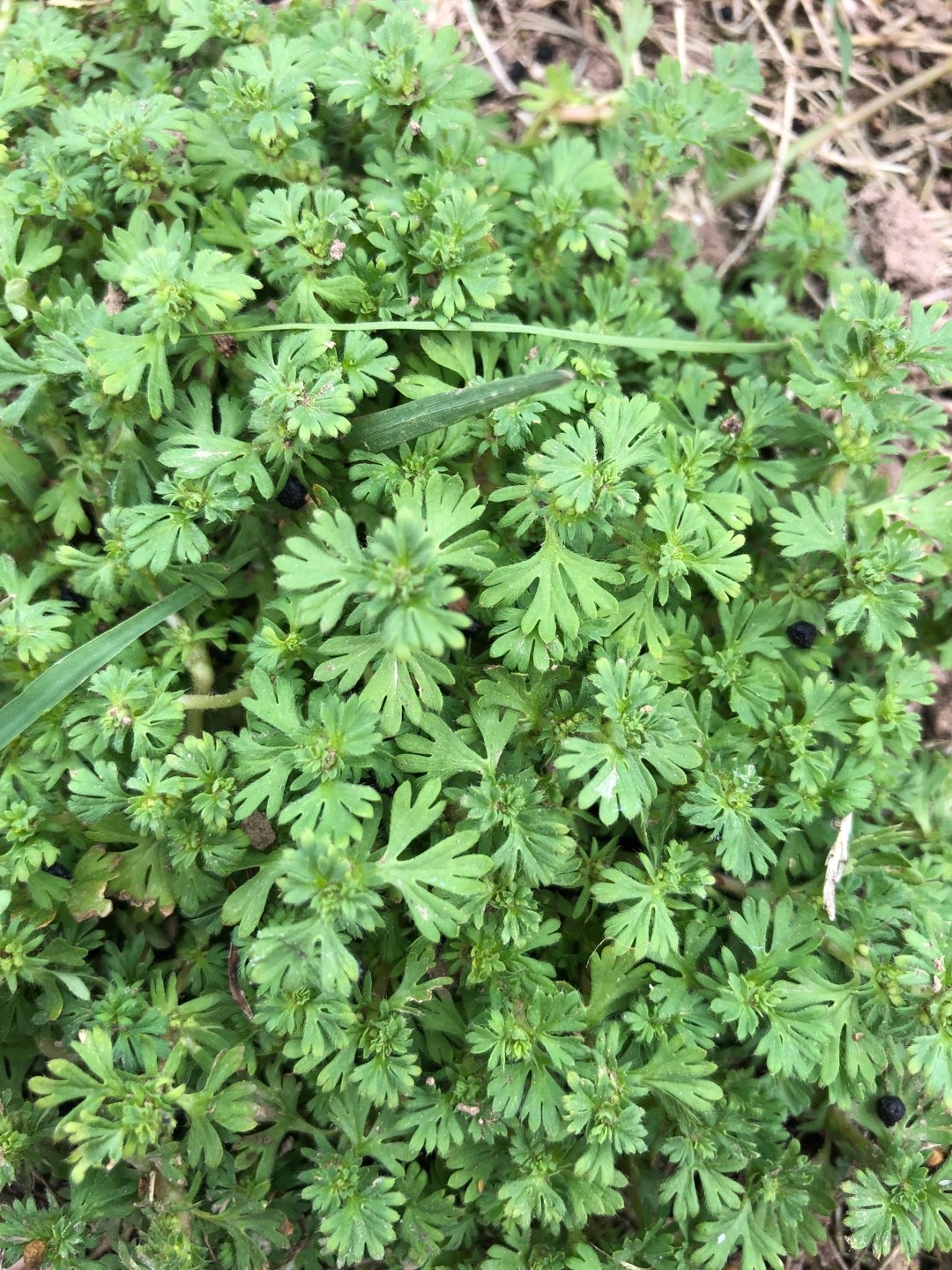 Field parsley piert (Aphanes arvensis) Flower, Leaf, Care, Uses