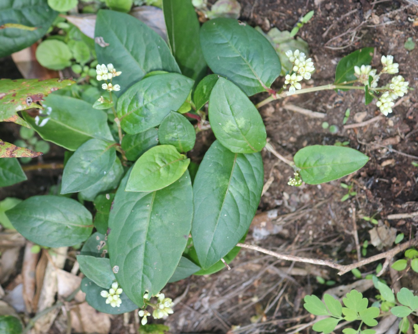 火炭母草 (Persicaria chinensis) 照顧,種植,繁殖,開花時間 - PictureThis