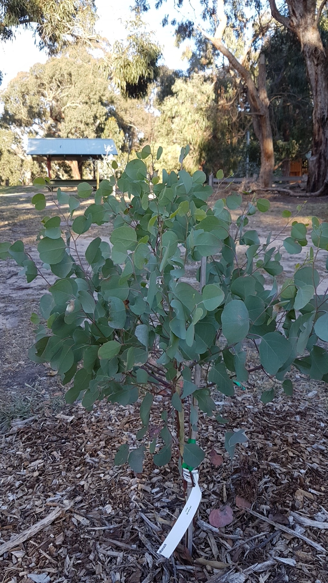 ユーカリポポラスの判定方法 (Eucalyptus polyanthemos)