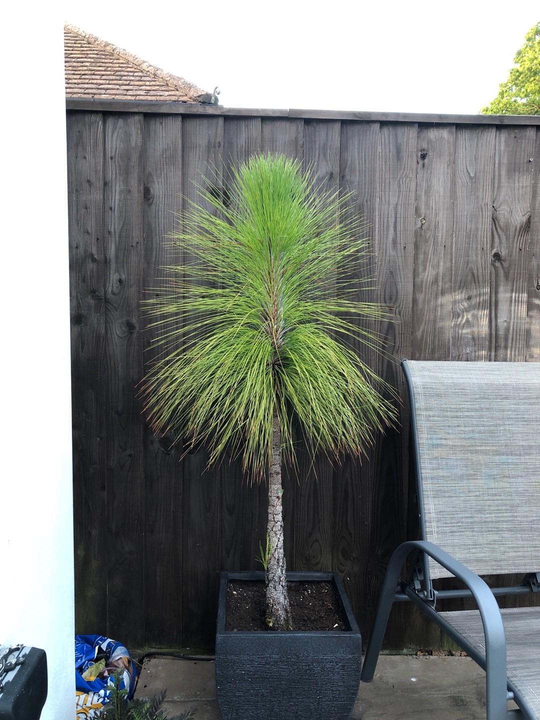 ダイオウショウ (大王松)の判定方法 (Pinus palustris)