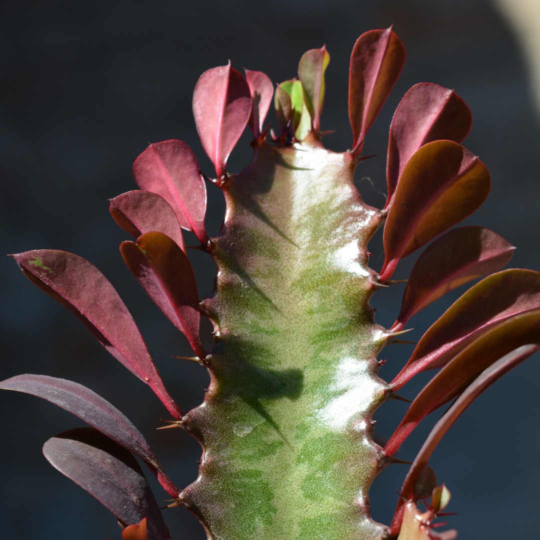 Candelabro-Roxo (Euphorbia trigona 'Rubra') - PictureThis