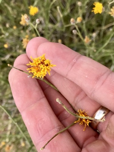 Palo dulce Cuidados (Plantando, Fertilizantes, Enfermedades) - PictureThis