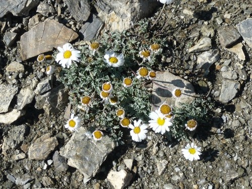 Alpine chrysanthemum (Leucanthemopsis alpina) Flower, Leaf, Care, Uses ...