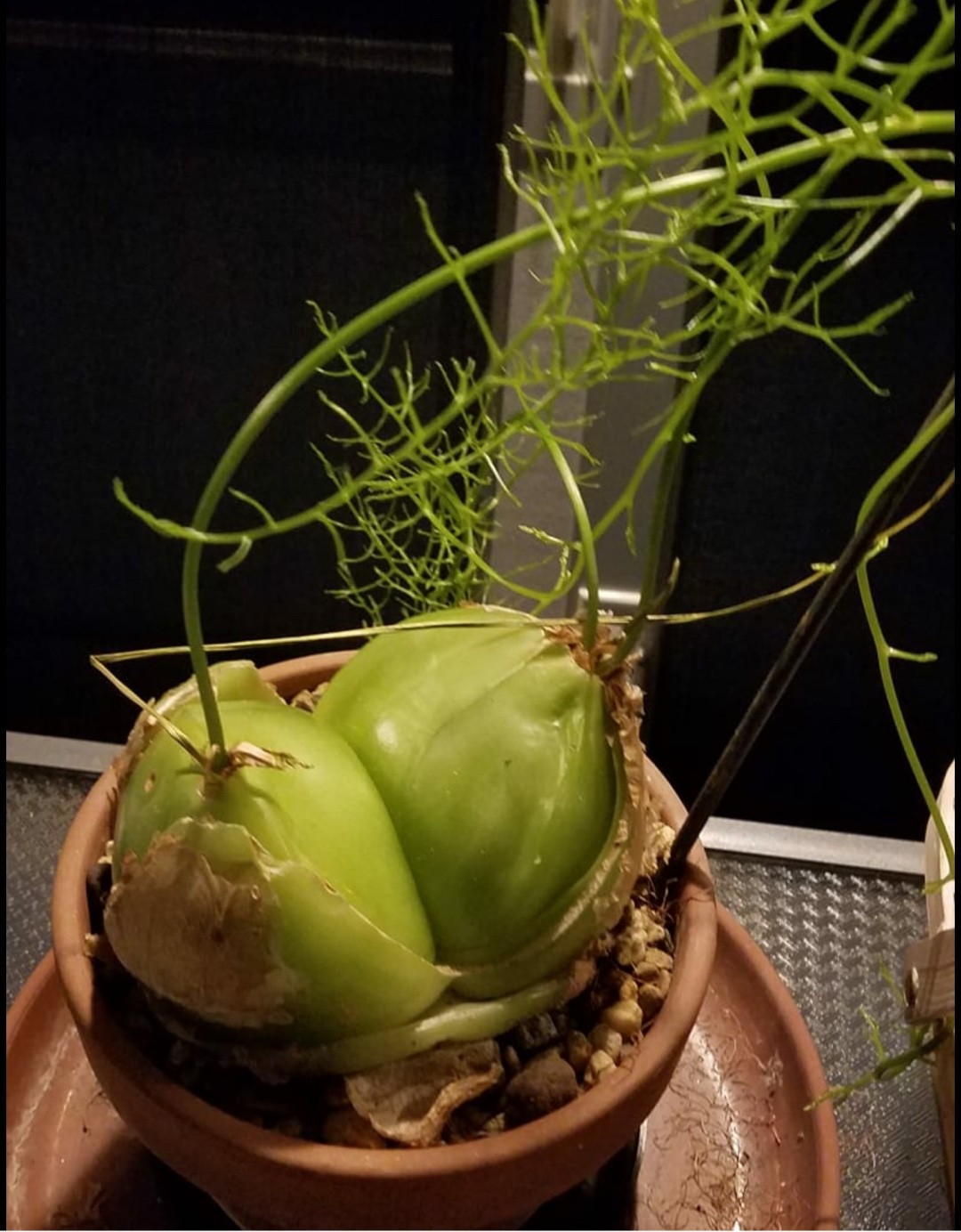 蒼角殿　確認用です 翡翠色の球根植物 蒼角殿の育て方と増やし方 – ゆるぷ