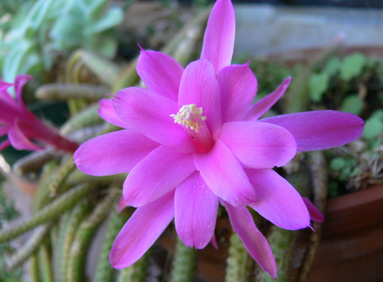 How to Grow and Care for Rattail cactus