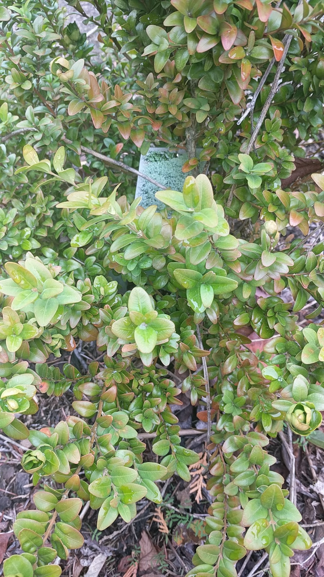 ボックスウッドの判定方法 (Buxus sempervirens)