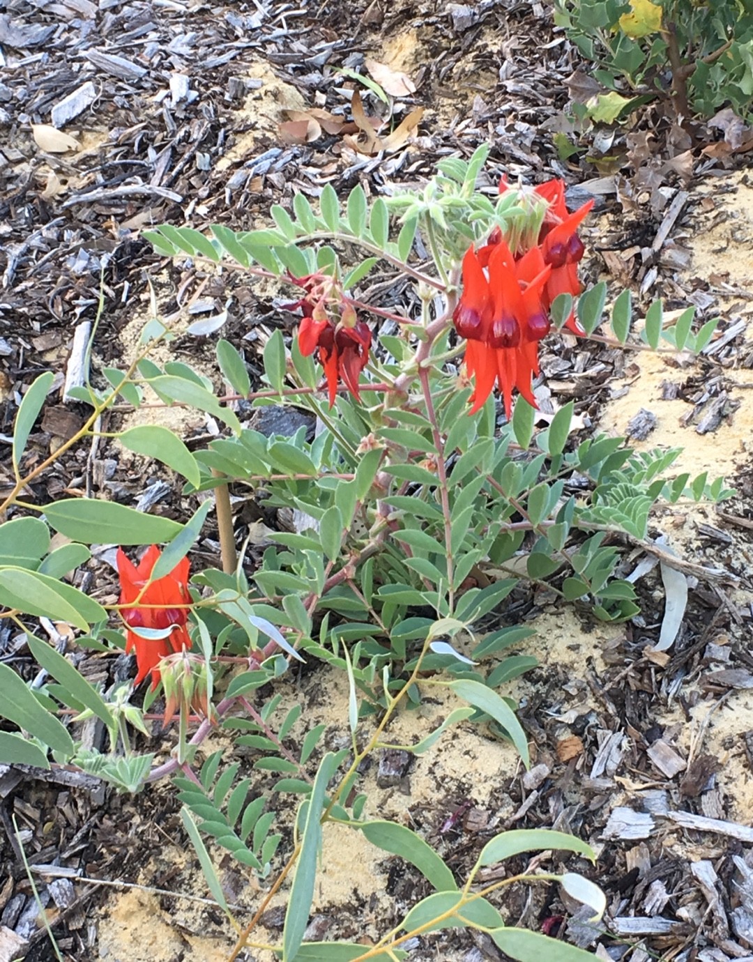 Archie Sturt Swainsona Care (Watering, Fertilize, Pruning, Propagation) - PictureThis