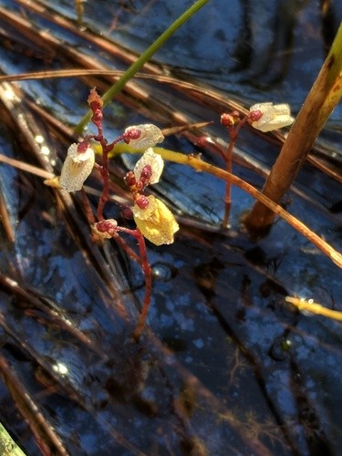 Пузырчатка малая