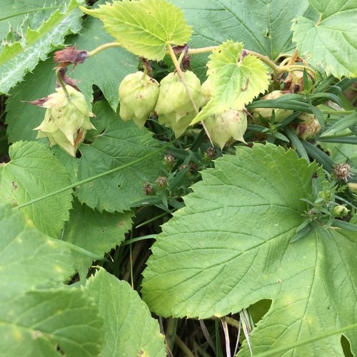 Are Hops Leaves Bad For Dogs