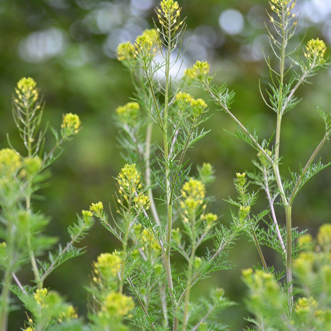 Image of Flixweed plant with yellow flowers