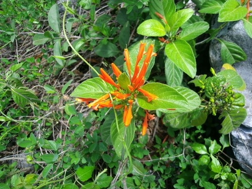 Añil de piedra (Justicia spicigera) - PictureThis