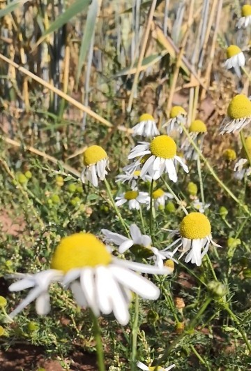 コボリサヤカ様　カモミール カモミールの判定方法 (Matricaria chamomilla)