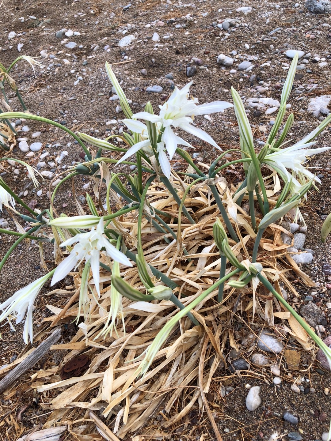 Azucena de mar (Pancratium maritimum) - PictureThis