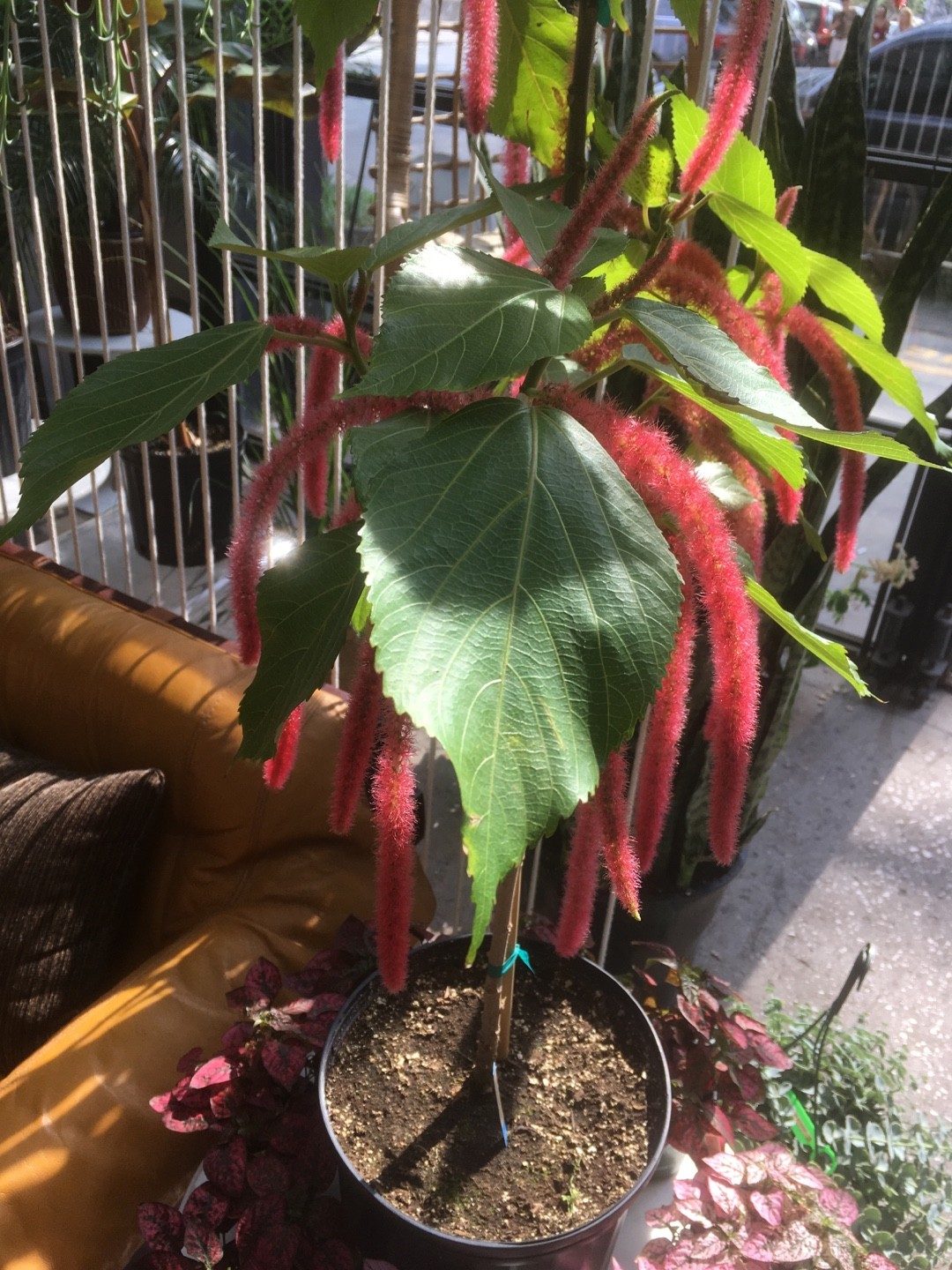 ベニヒモノキ（紅紐の木）の判定方法 (Acalypha hispida)