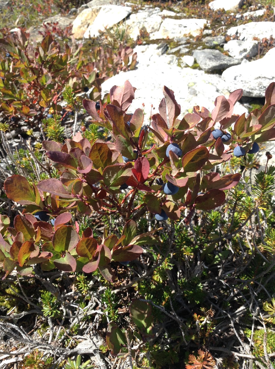 Cascade bilberry (Vaccinium deliciosum) Flower, Leaf, Care, Uses