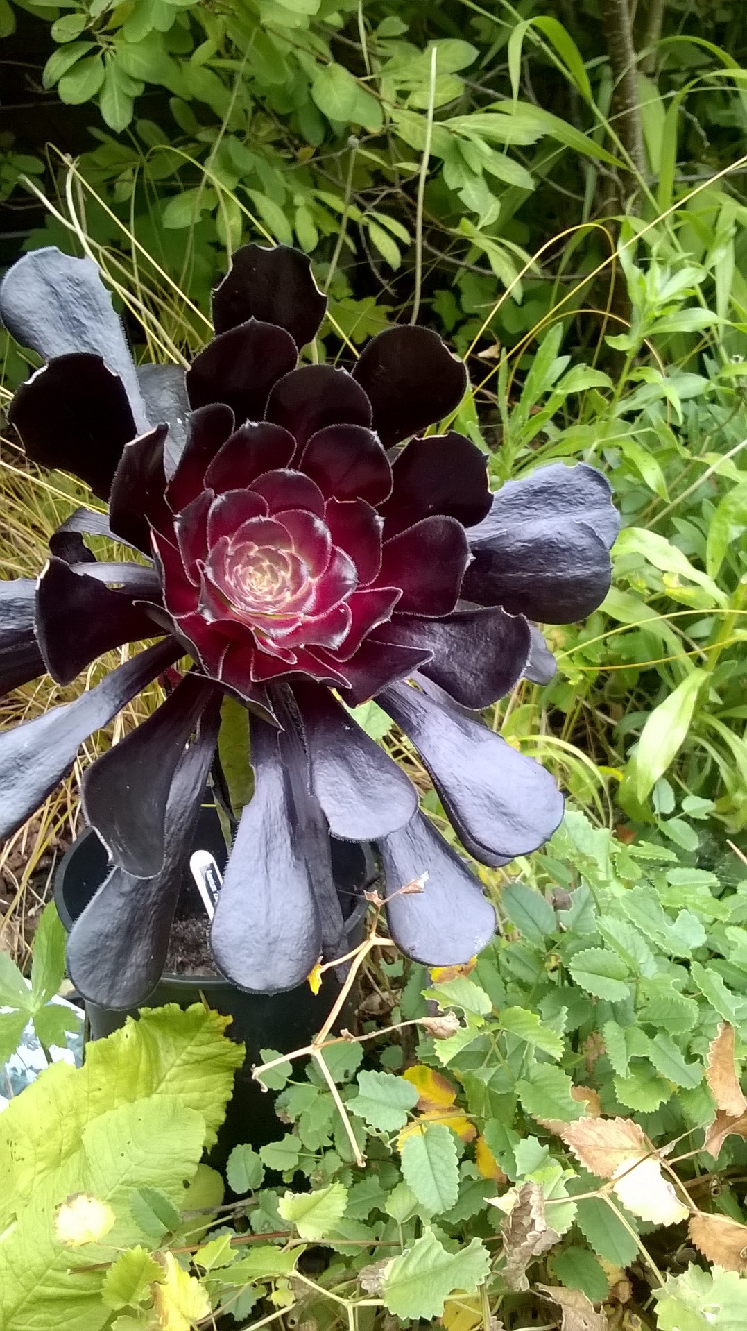 Suculenta rosa negra (Aeonium 'Zwartkop') - PictureThis