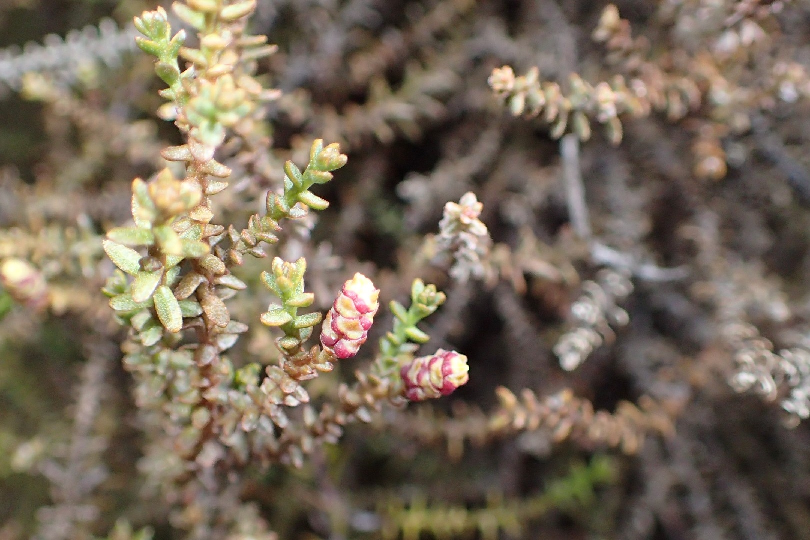 Lepidothamnus laxifolius PictureThis