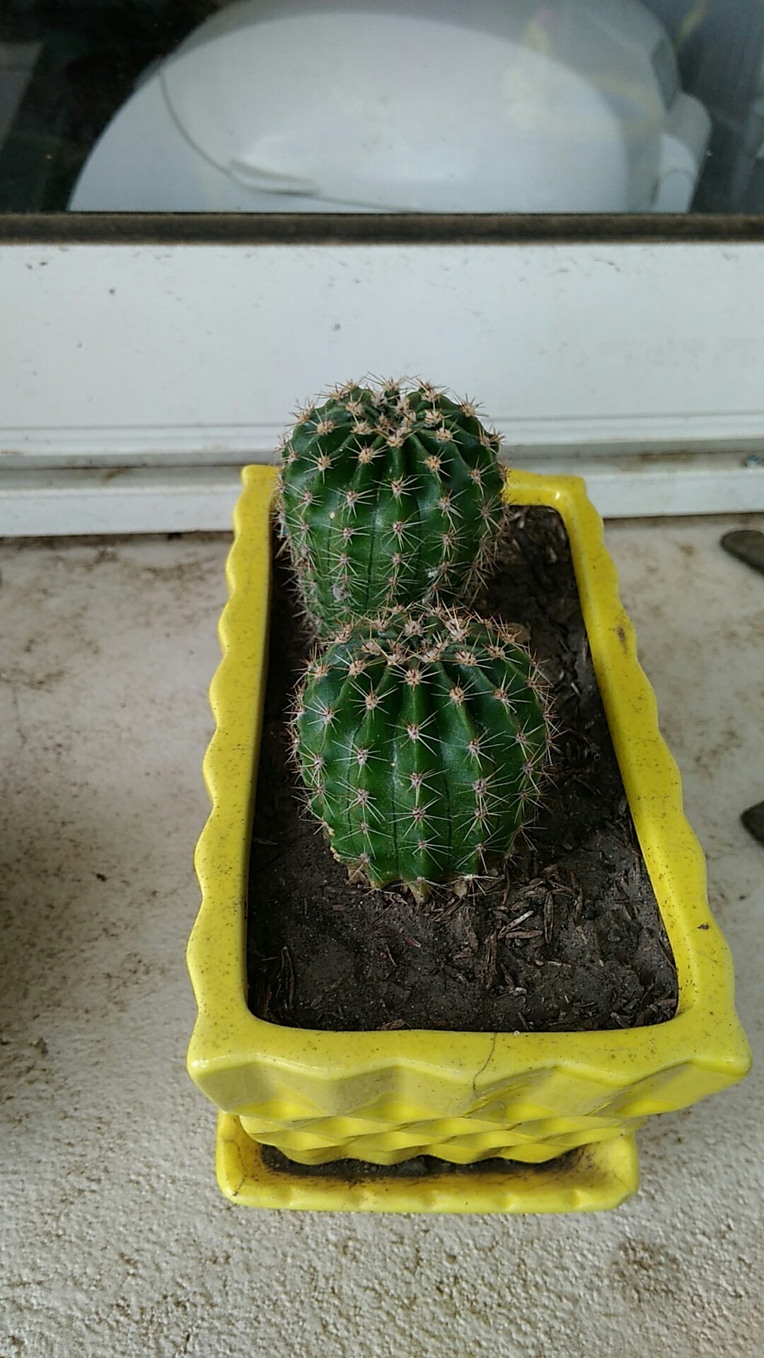 大輪の美しい花を咲かせるサボテン エキノプシス属 オキシゴナ 旺盛丸