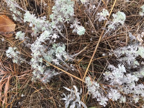 Indianischer Frauenbeifuß (Artemisia frigida) - PictureThis