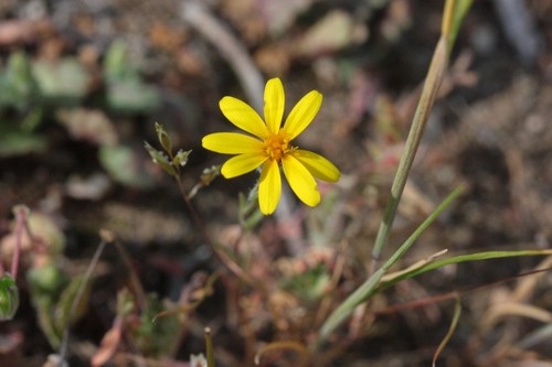 Pentachaeta lyonii PictureThis