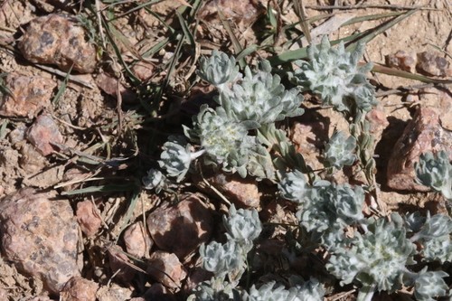 Big-head rabbit-tobacco (Diaperia prolifera)