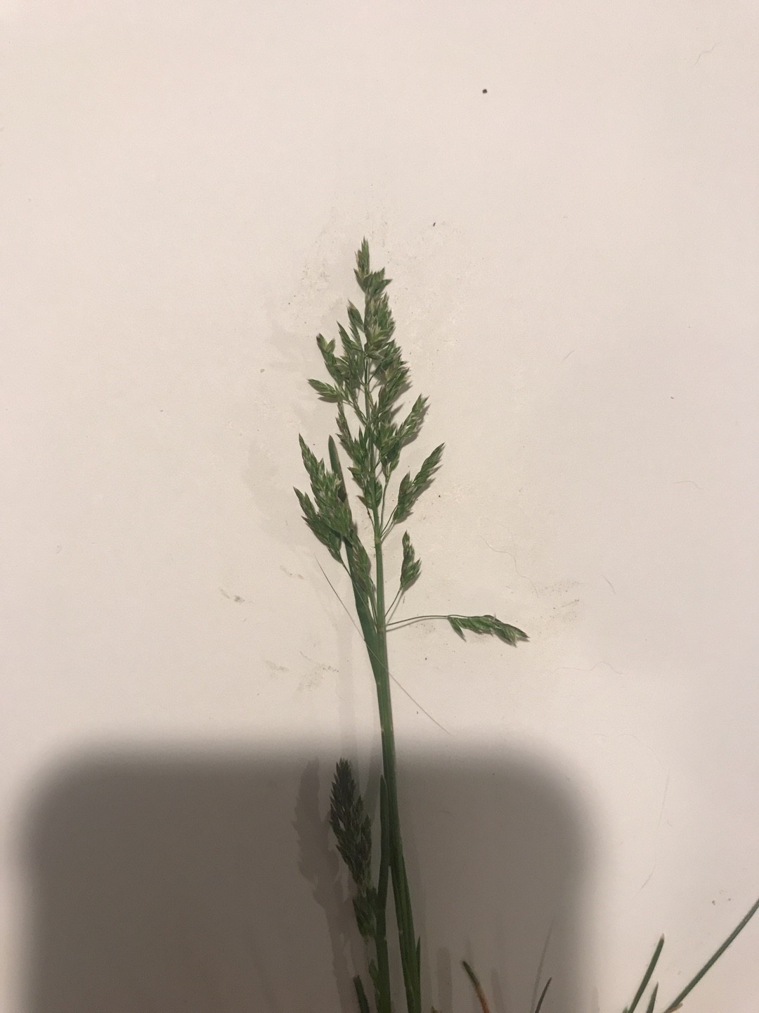 如何識別草地早熟禾(Poa pratensis)