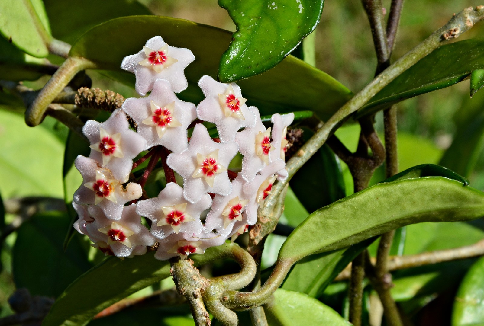 호야 카르노사 (Hoya Carnosa) - Picturethis