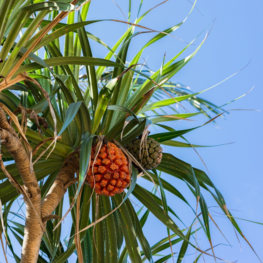 Pandan Duri (Pandanus tectorius) PictureThis