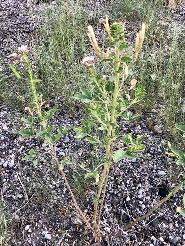 Redwhisker Clammyweed (Polanisia dodecandra) Flower, Leaf, Care, Uses ...