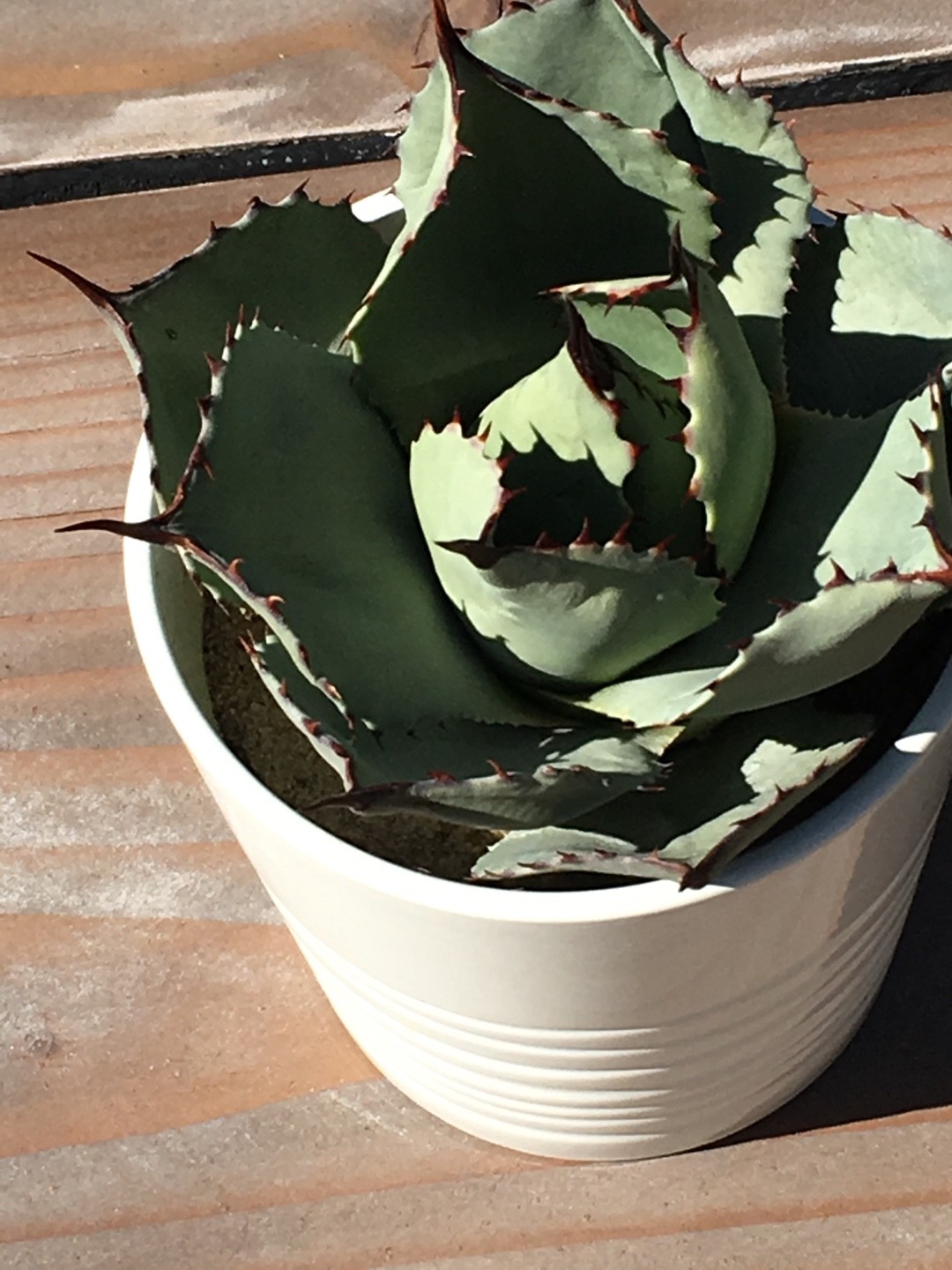 リュウゼツラン アガベ パリー 青緑色 約30cm リュウゼツラン