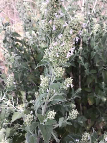 Cataire (Nepeta cataria) - PictureThis