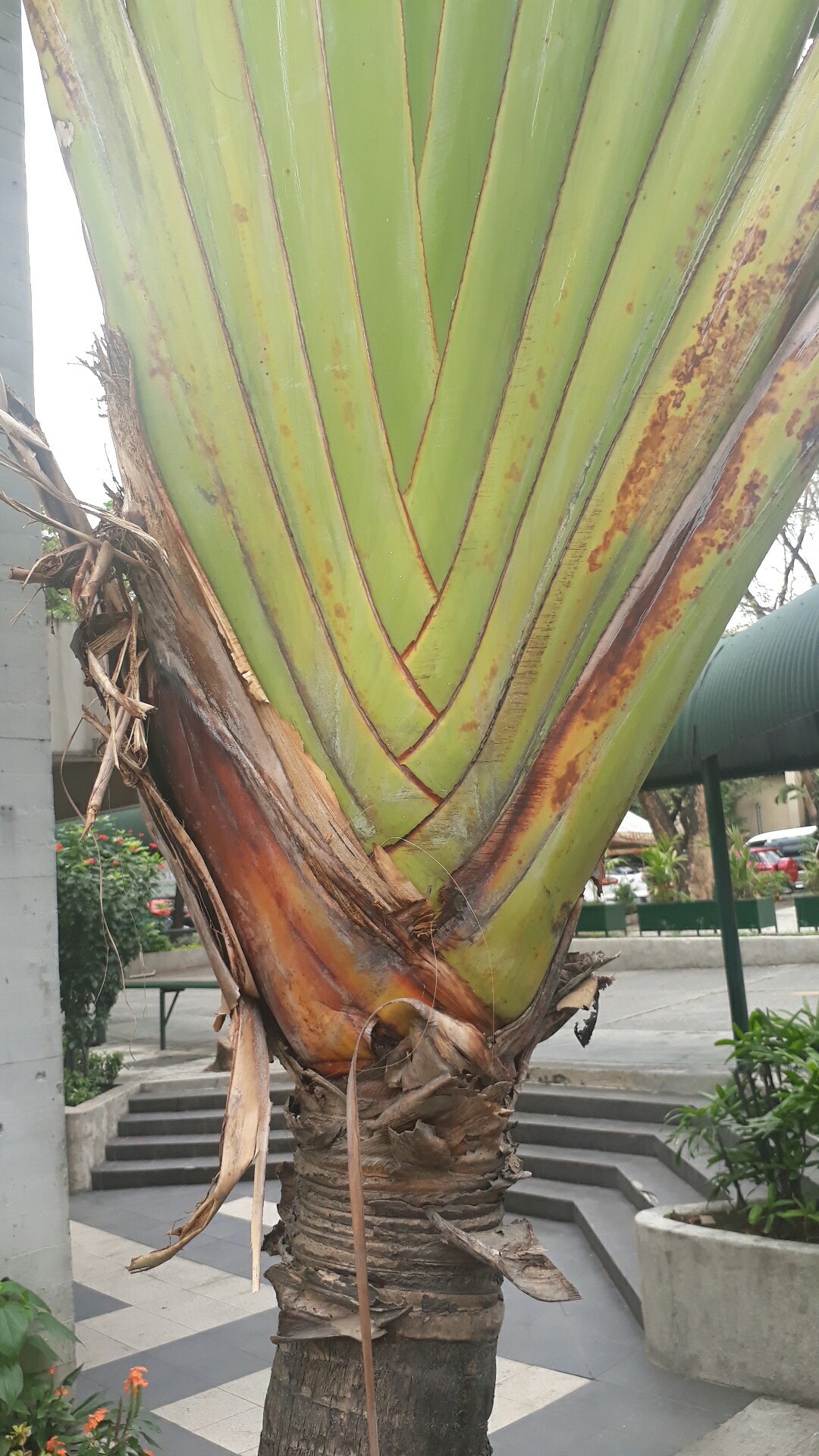 タビビトノキ（旅人の木）の判定方法 (Ravenala madagascariensis)