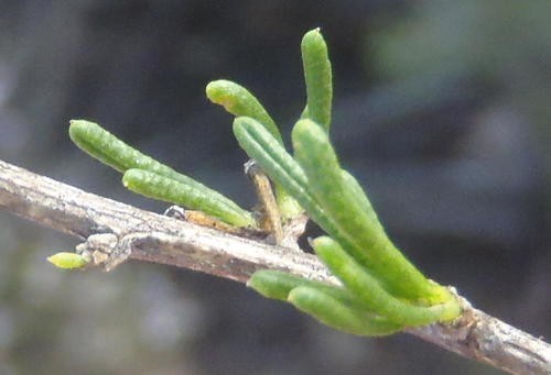 Filicia Tree Felicia filifolia - PictureThis