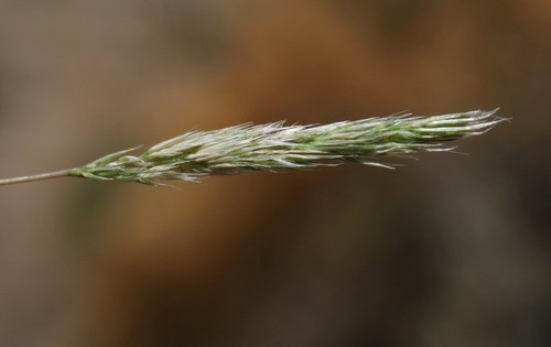 Gastridium phleoides PictureThis