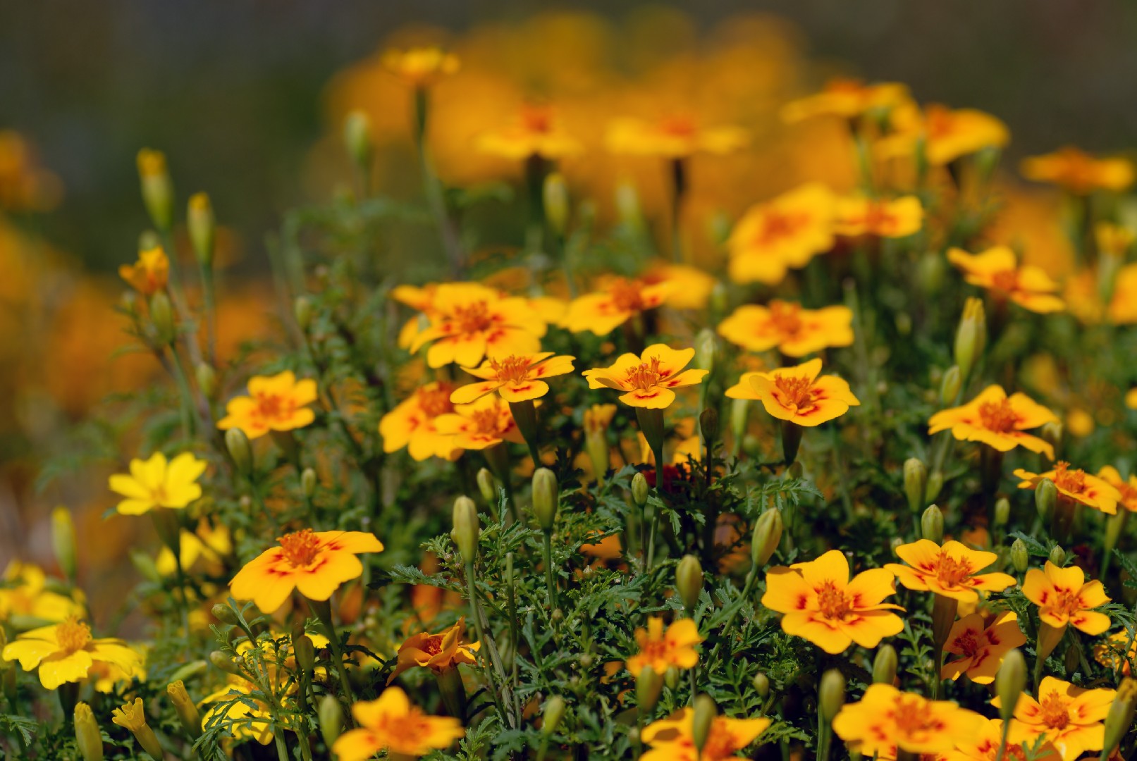 Signet marigold (Tagetes tenuifolia) Flower, Leaf, Care, Uses - PictureThis