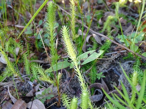 ヤチスギラン (Lycopodiella inundata) - PictureThis