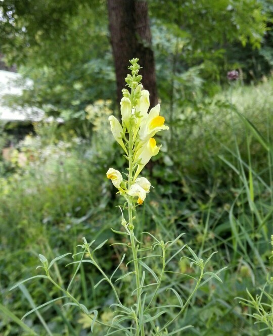 Linarea Simplex Linaria simplex - PictureThis