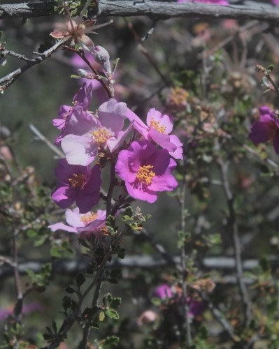 Purshia plicata PictureThis