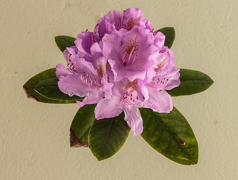 kaukasus rhododendron Rhododendron