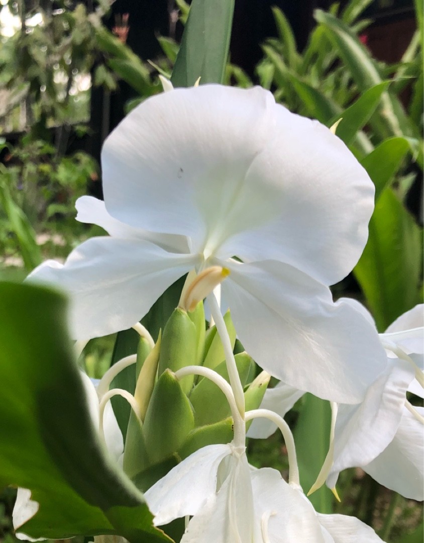 特大　coronarium white minimal 153400357655937032.jpeg