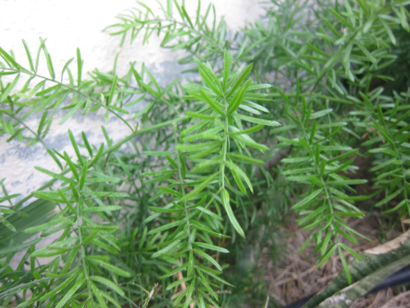 Asparagus racemosus PictureThis