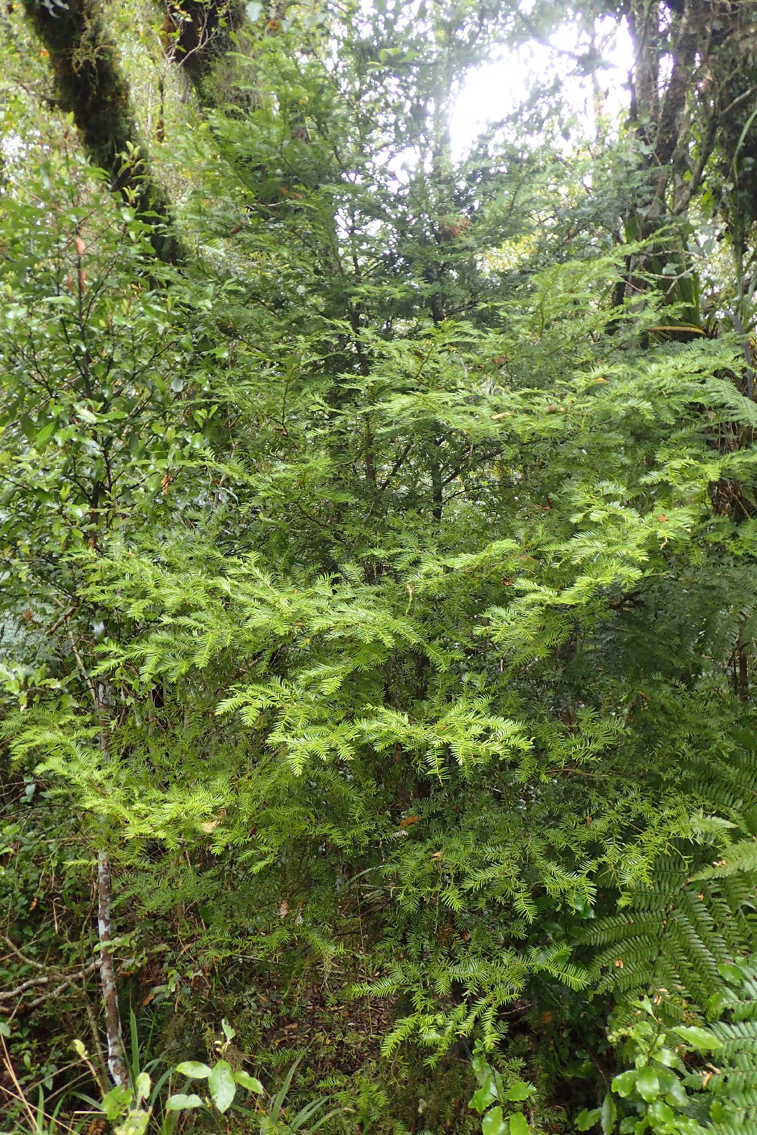 Prumnopitys ferruginea PictureThis